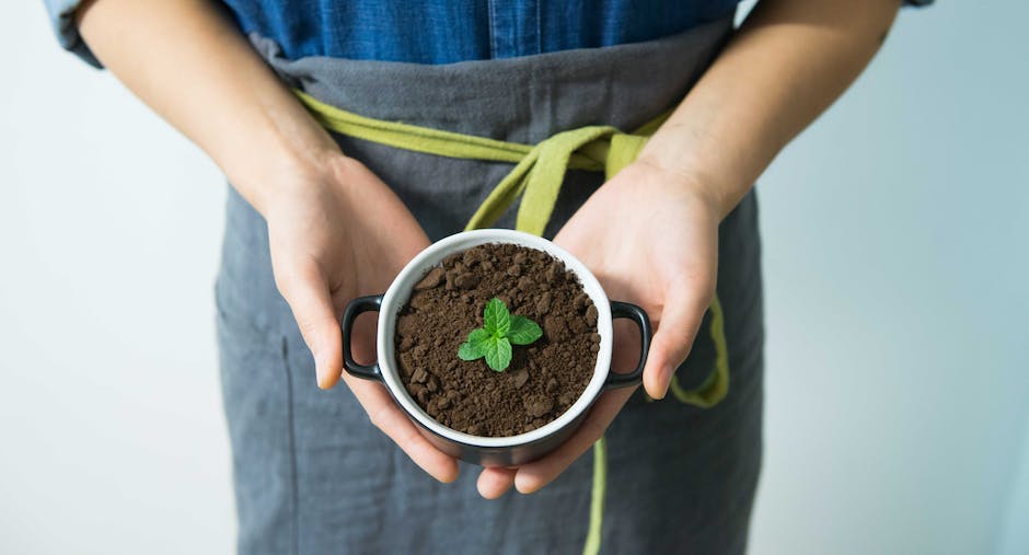 A close-up image of soil with a peach tree sapling planted in it, showcasing the proper soil conditions for growing a healthy peach tree.
