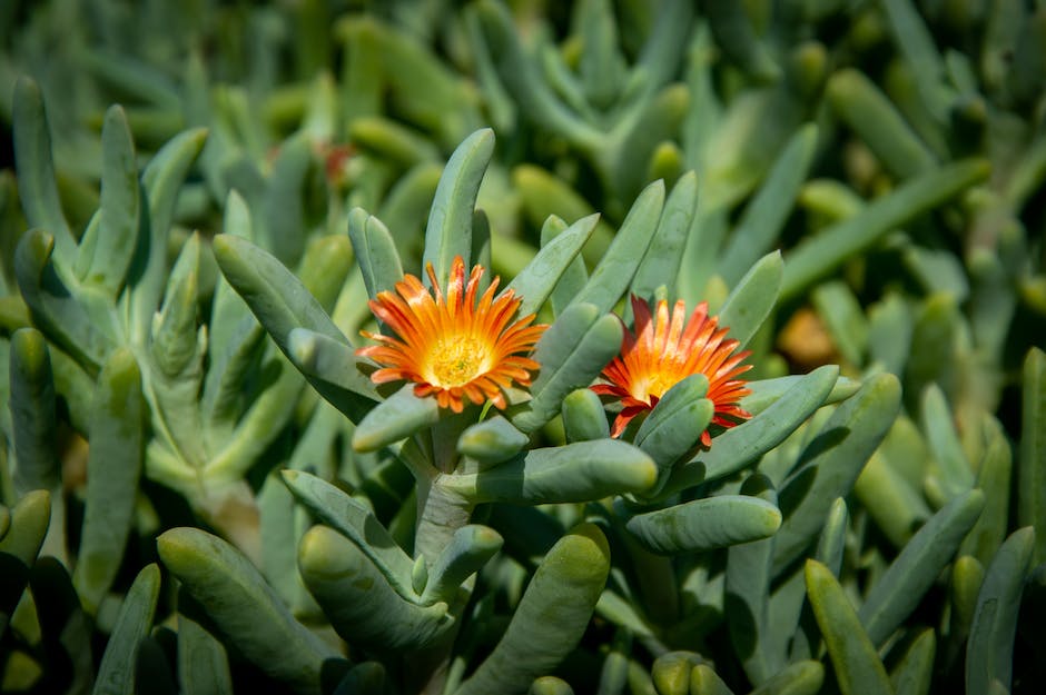 A close-up image of sorghum plants in a field.