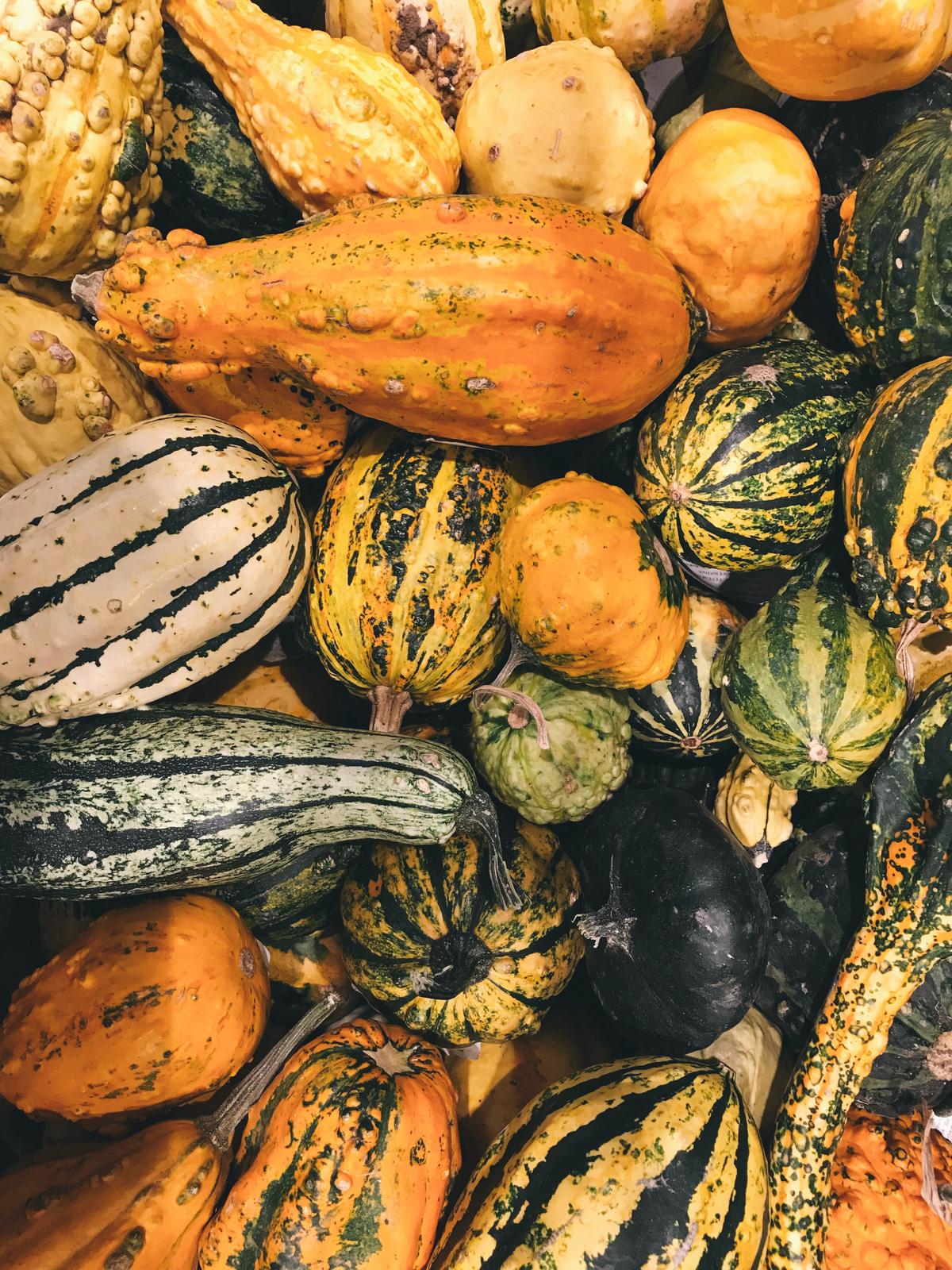 Assortment of colorful squash representing the various squash varieties discussed in the text