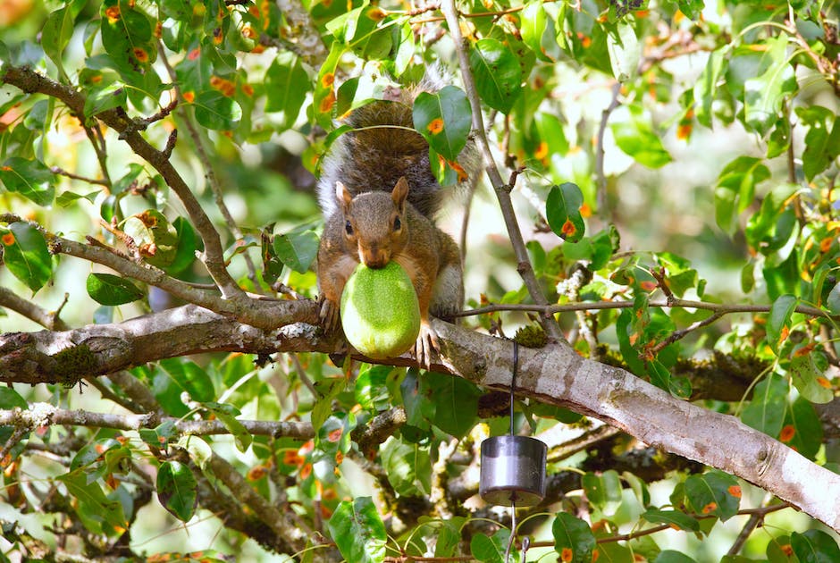 A close-up image of a squirrel sitting on a tree branch, focused on eating a walnut.