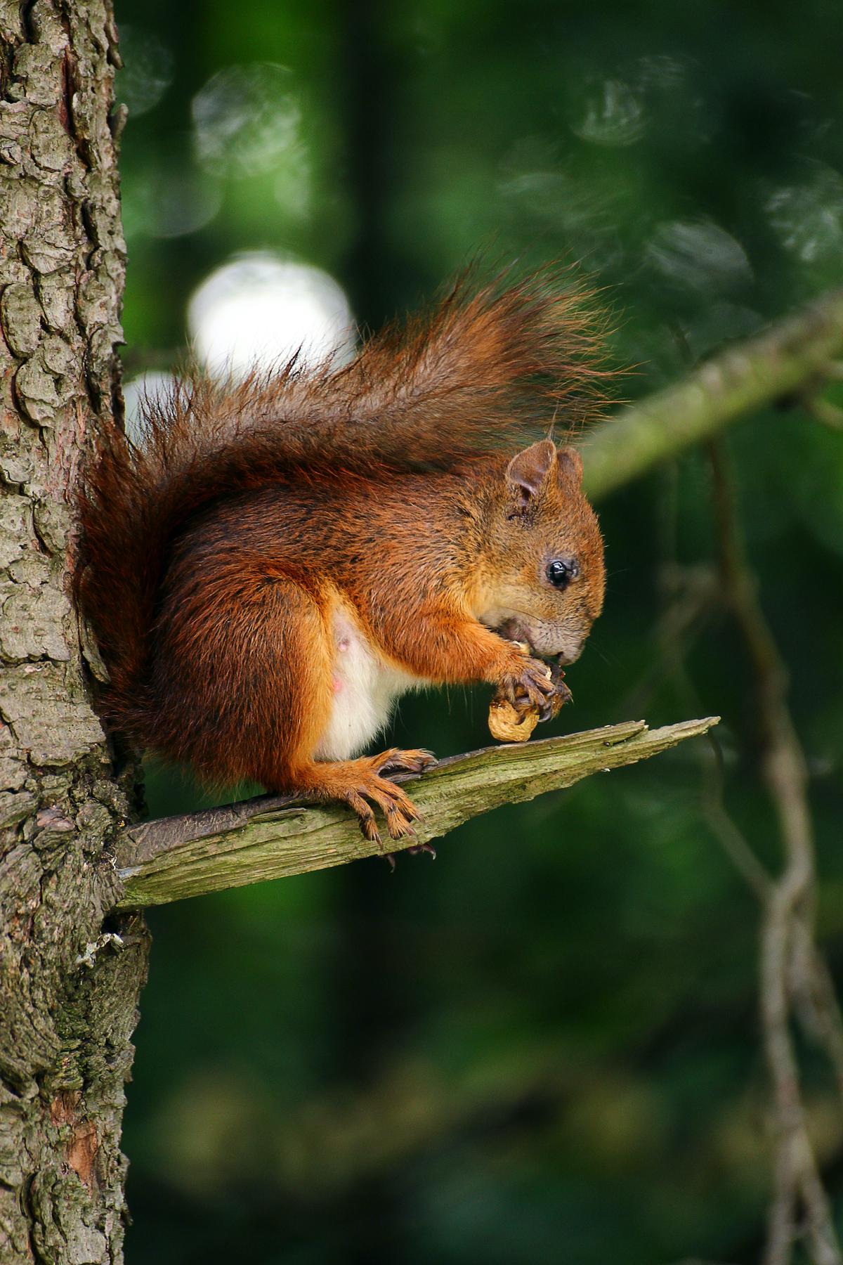 Image description: A close-up photo of a squirrel sitting on the rim of a potted plant, with its cheeks stuffed full of nuts.