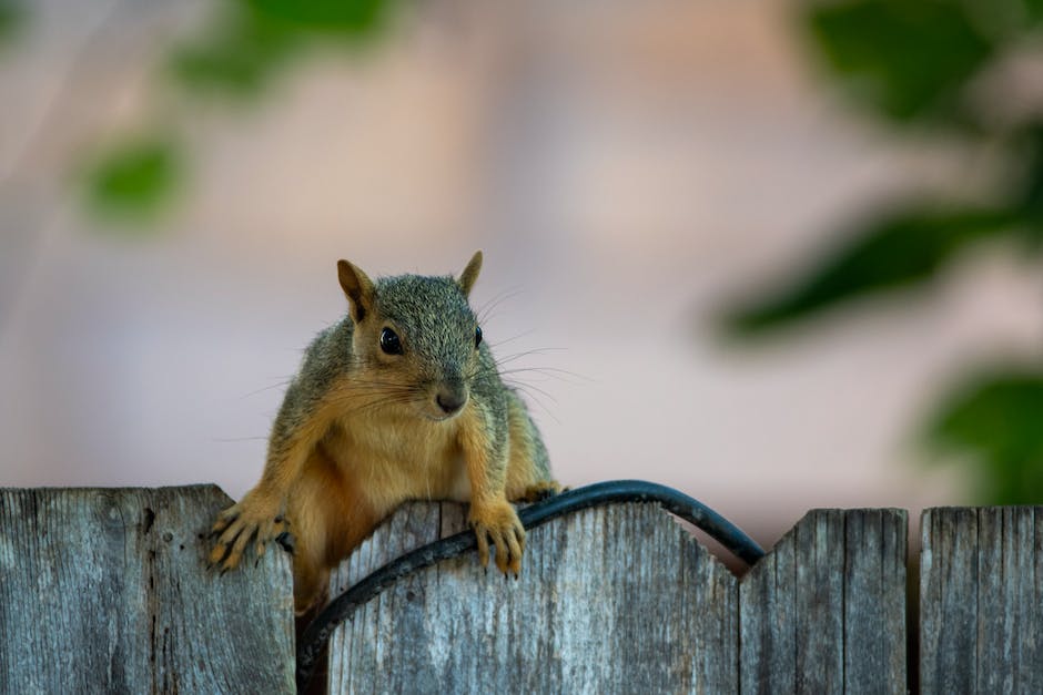 Image description: A squirrel-proof fence surrounding a potted plant with a squirrel attempting to climb over it.