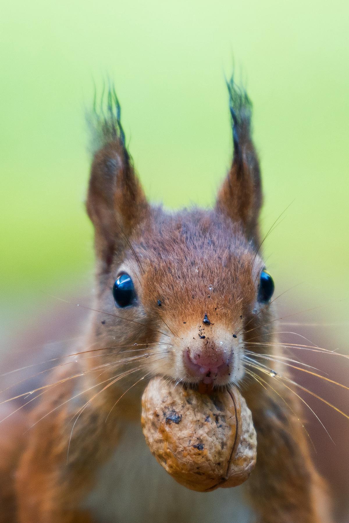 Illustration of a squirrel trying to reach a flower pot while being deterred by marigolds, rocks, and wire mesh