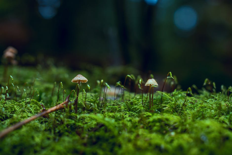 Close-up image of stinkhorn fungi in a damp environment