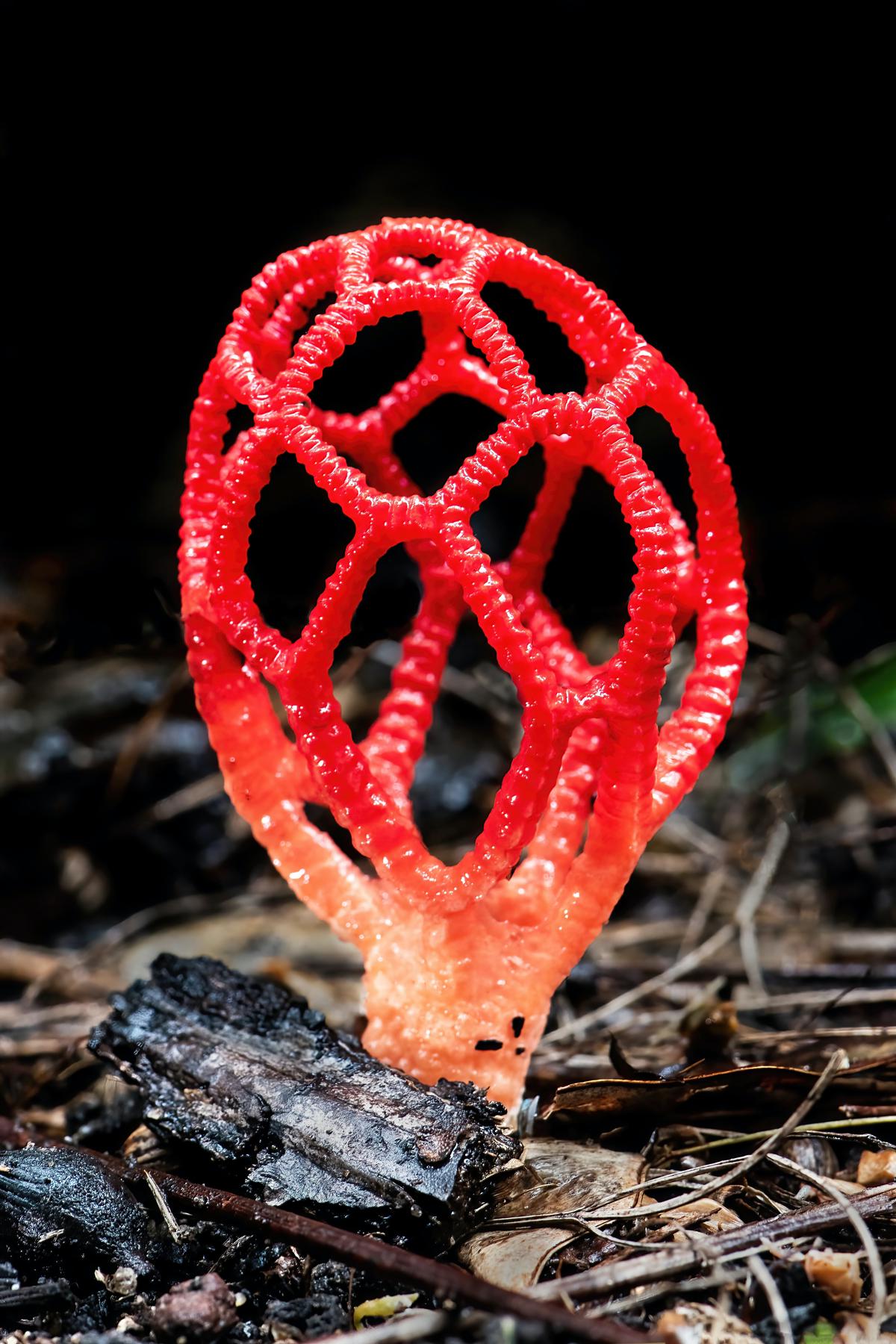 Image illustrating the appearance of stinkhorn fungus in its different stages of development, from the egg-like structure to the mature fruiting body.