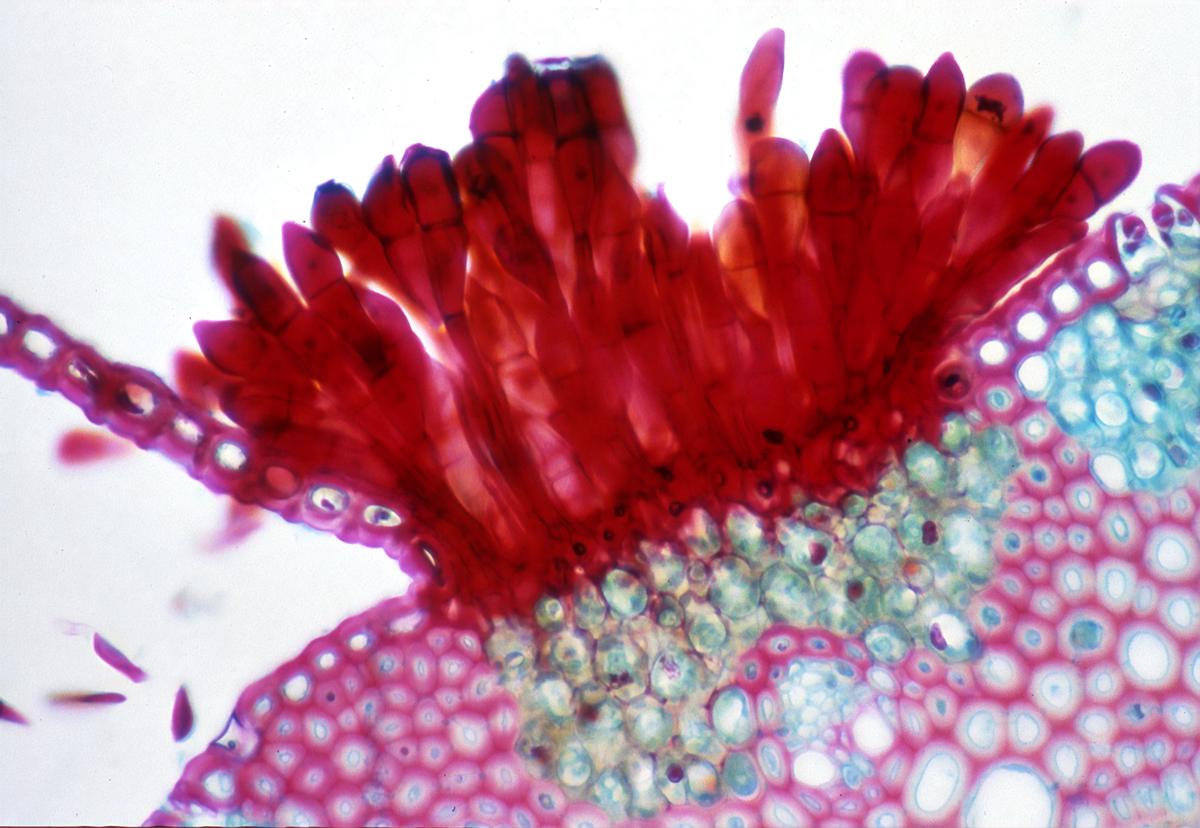 Close-up image of a stinkhorn fungus with distinct structures and a foul smell