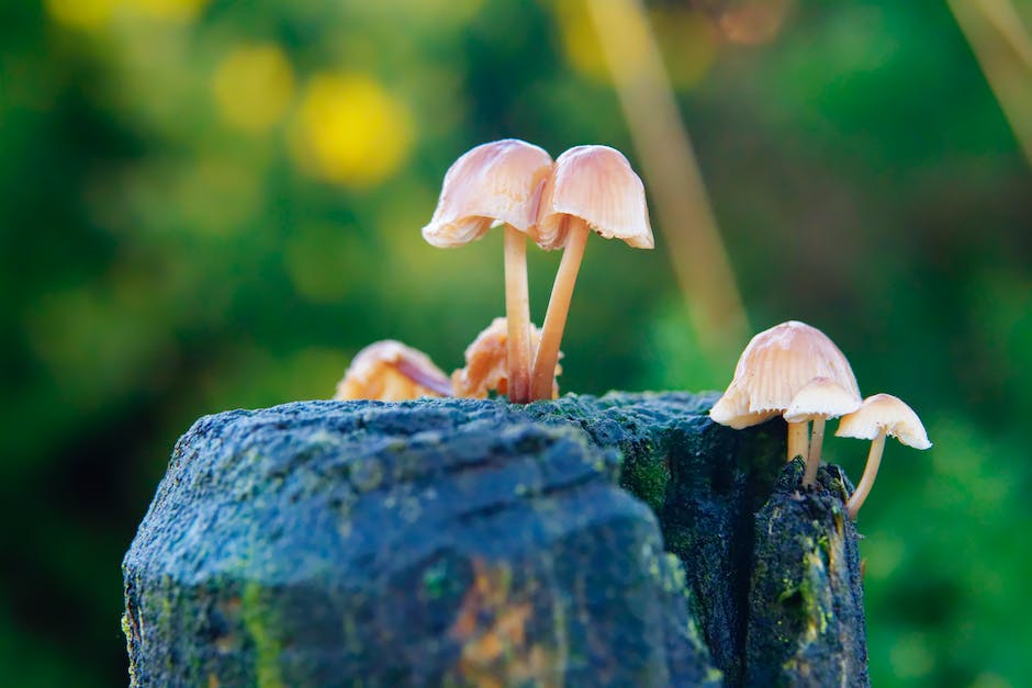 A close-up image of stinkhorn mushrooms growing in a garden