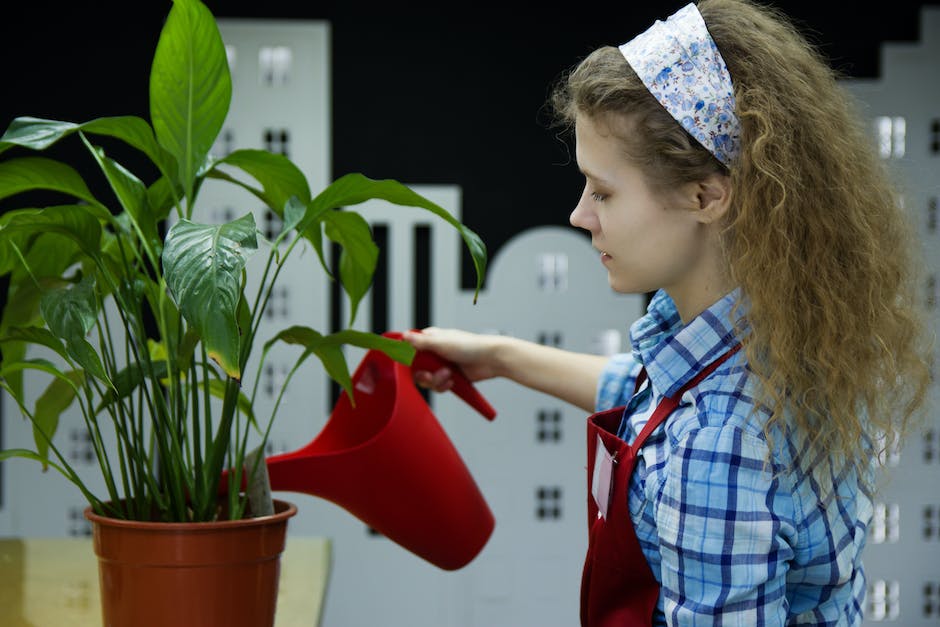 Strawberries being watered with a watering can, emphasizing the importance of hydration for strawberry plants.