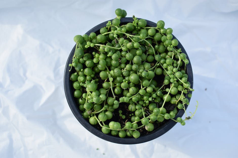 A close-up image of a String of Pearls plant, with long stems cascading down and small round pearls hanging from them.