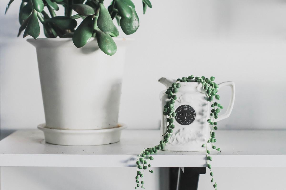 A lush and cascading String of Pearls plant with round, pearl-like leaves and delicate white flowers.