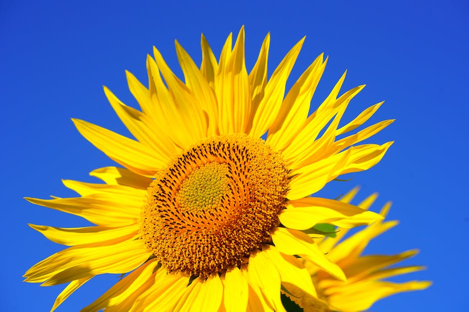 A beautiful, vibrant sunflower blooming in a pot indoors