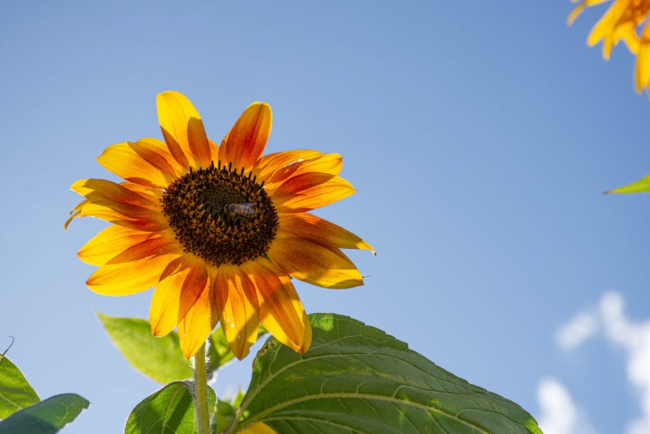 Image of a sunflower harvest, showcasing brown sunflower heads with fully-developed seeds