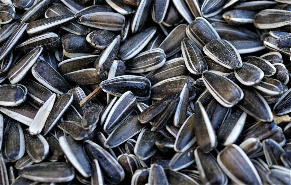 Image of harvested sunflower seeds spread out on a flat surface, ready to be stored