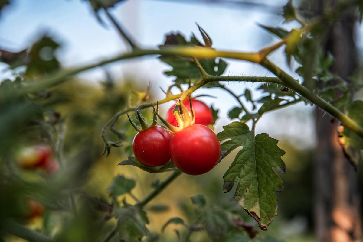 Image describing the connection between sunlight and photosynthesis in tomato plants, showing a tomato plant bathed in sunlight with vibrant red fruits.