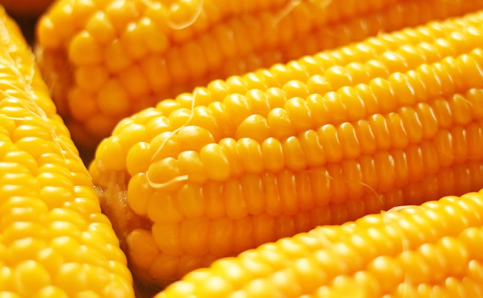 Image of a ripe ear of sweet corn on the stalk, ready for harvesting