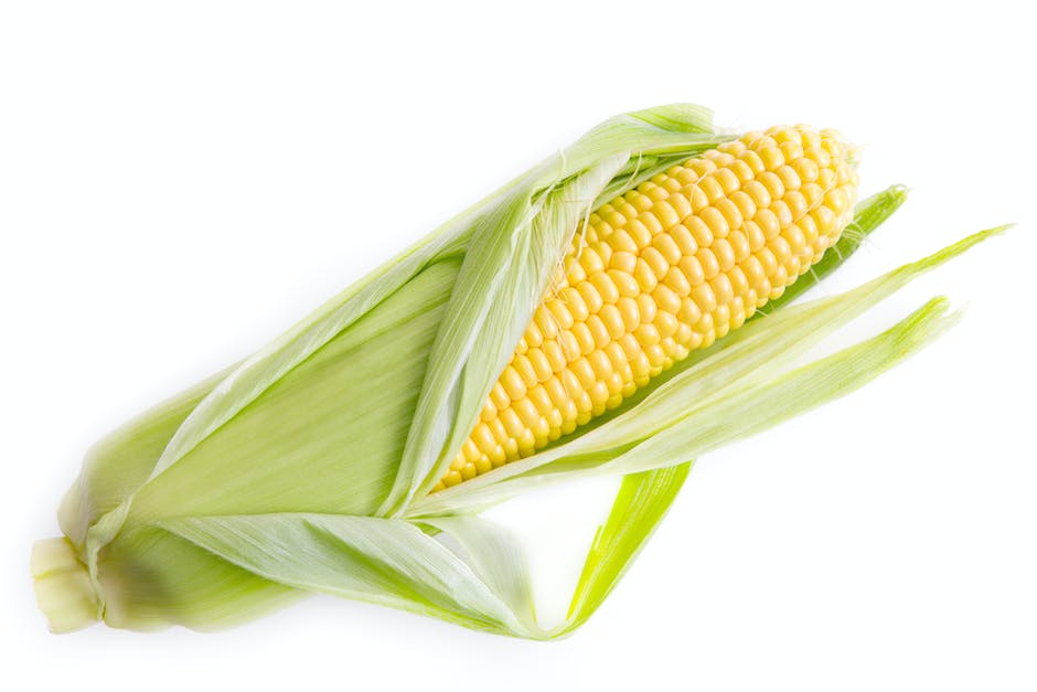 A close-up image of plump sweet corn ready for harvest