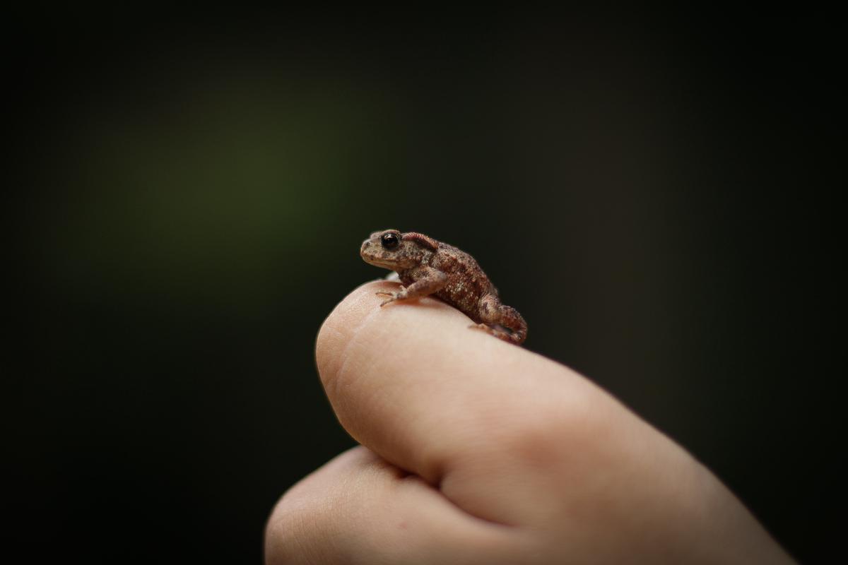 Illustration of preventing toad invasions, showing a toad behind a crossed-out symbol to signify prevention