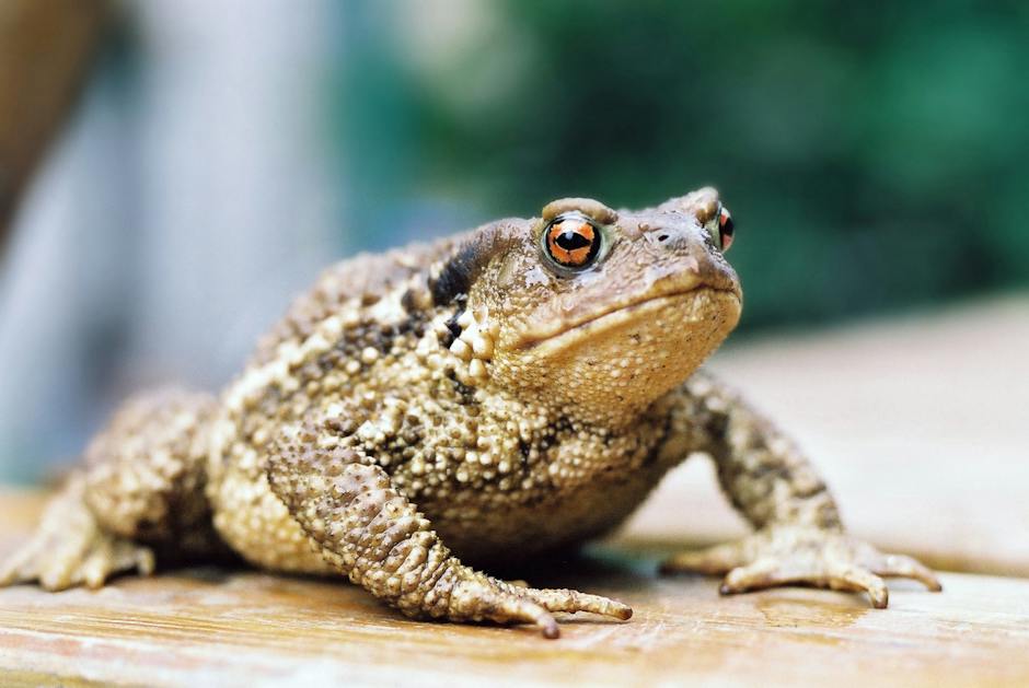 Image depicting a garden with numerous toads, emphasizing the need for a professional to address the issue