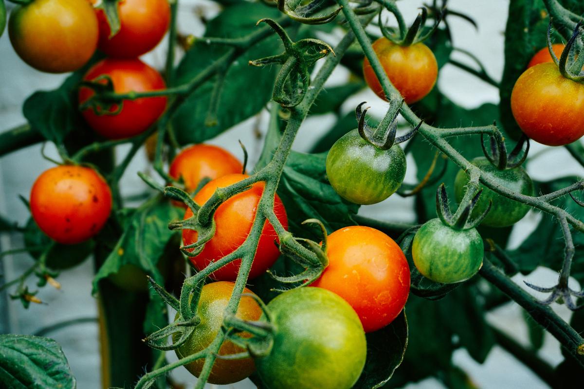 Image of a thriving tomato garden under sunlight conditions, showcasing healthy plants and ripe tomatoes.