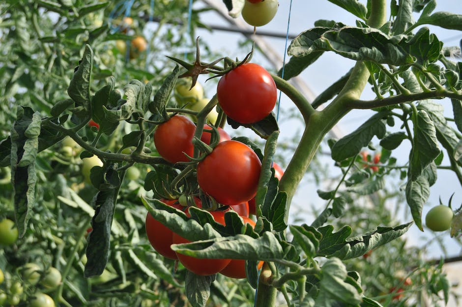 Image of a tomato plant growing with ripe tomatoes on it, bathed in sunlight.