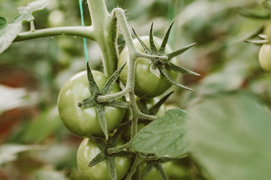 A close-up image of a tomato plant with vibrant red tomatoes hanging from its branches, surrounded by green leaves.