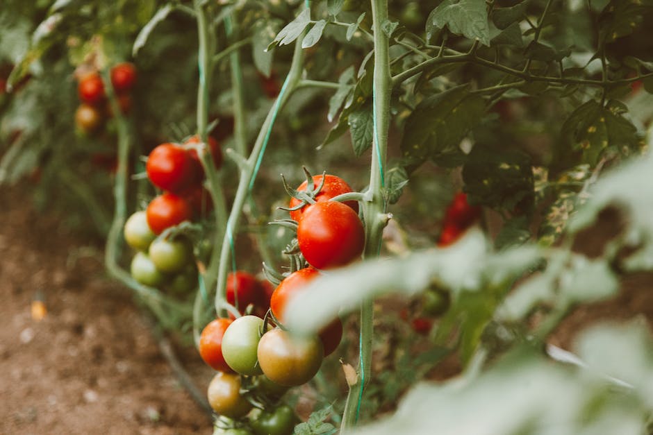 A close-up image of a tomato plant with ripe, red tomatoes hanging from its branches