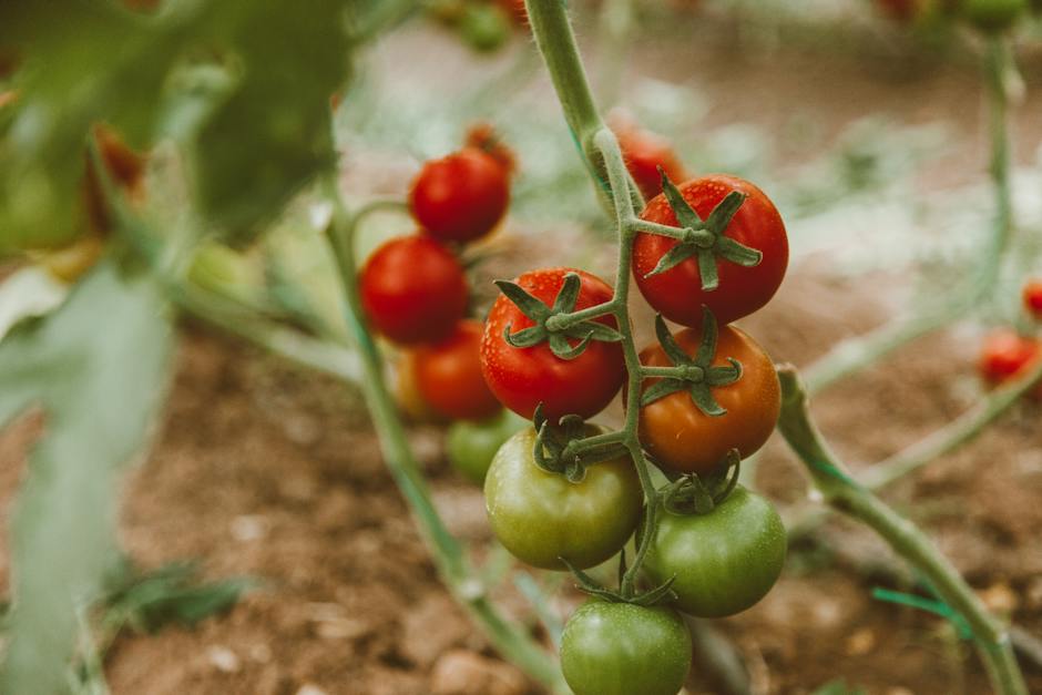 Image of lush tomato plants growing under optimal sunlight