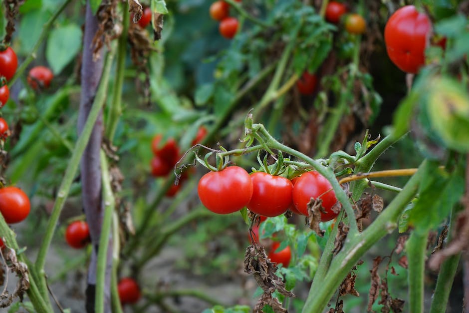Image of ripe red tomatoes hanging from tomato plants in a garden