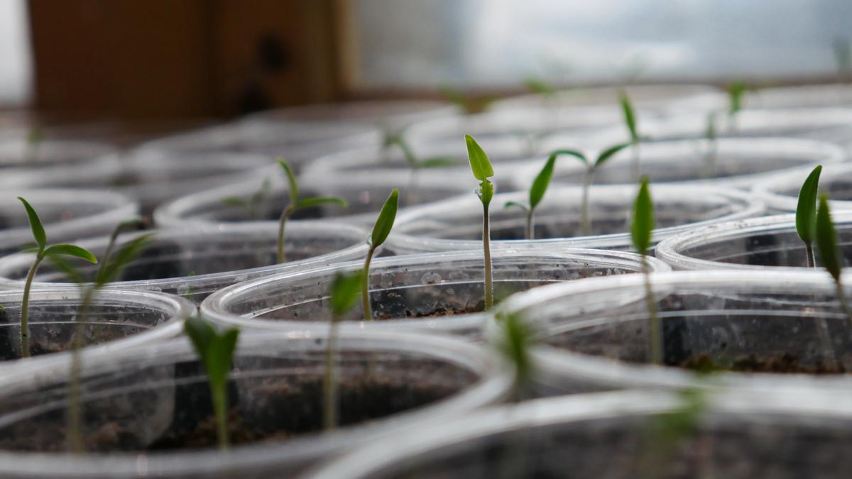 A close-up image of tomato seeds germinating in soil.