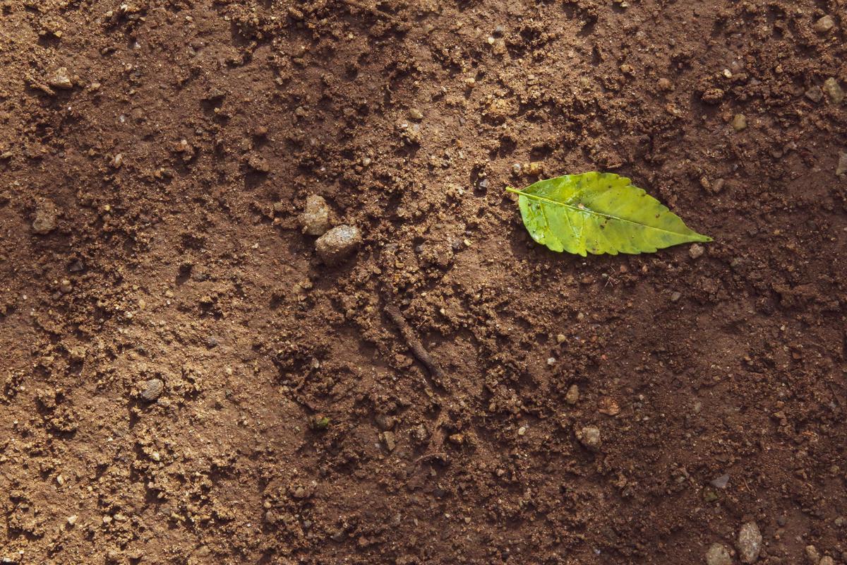 Image of tomato seeds sprouting in soil