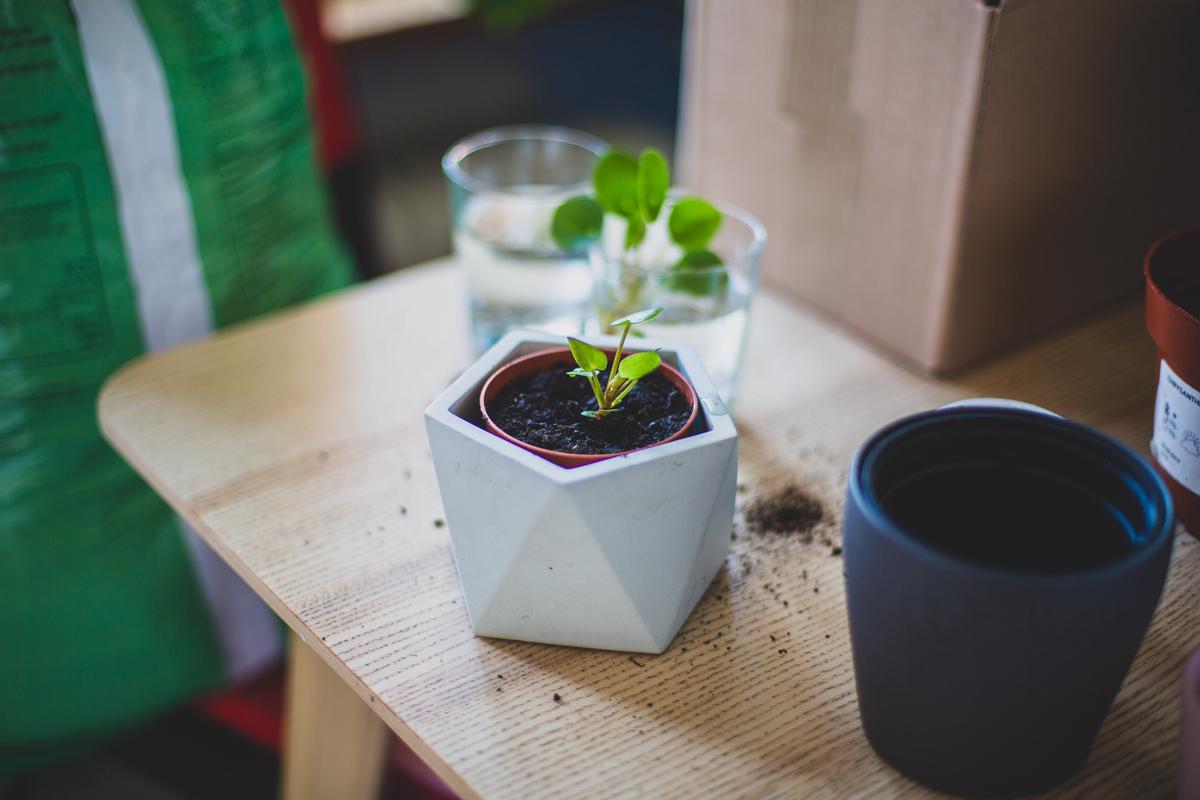 Image describing the process of tomato seed germination, showing a tomato seed sprouting and growing into a young seedling.