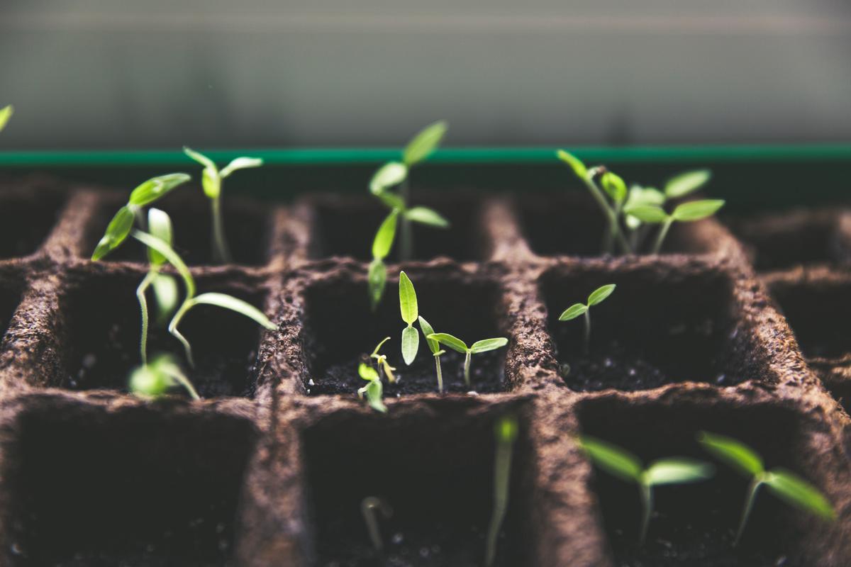 An image illustrating the stages of tomato seed germination, from sowing to the emergence of cotyledons.