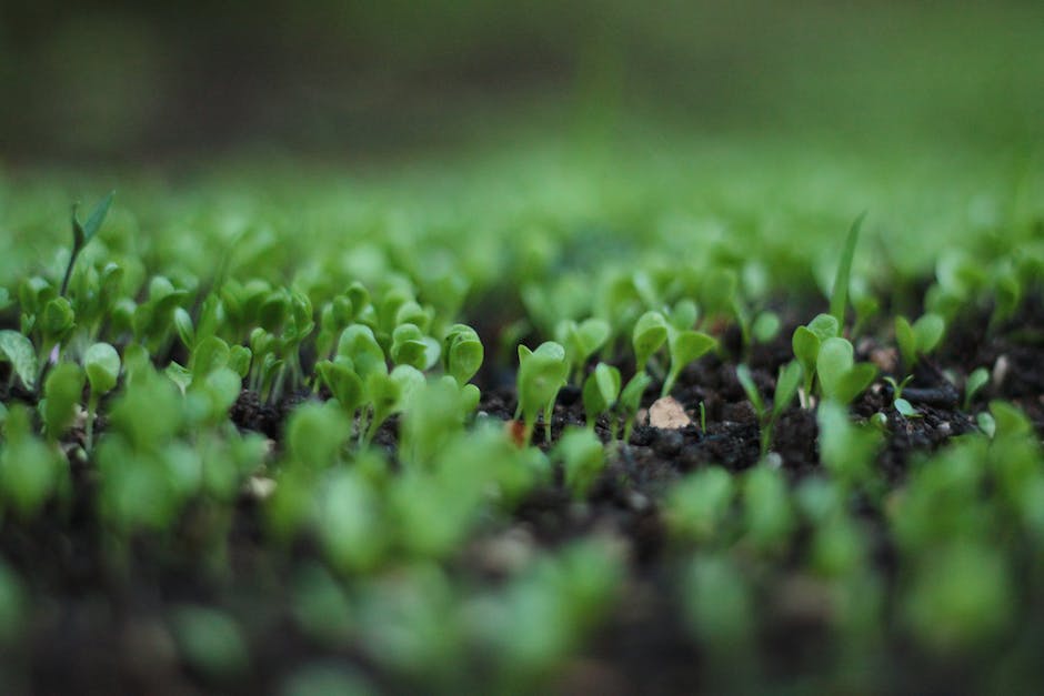 Image of a sprouting tomato seed