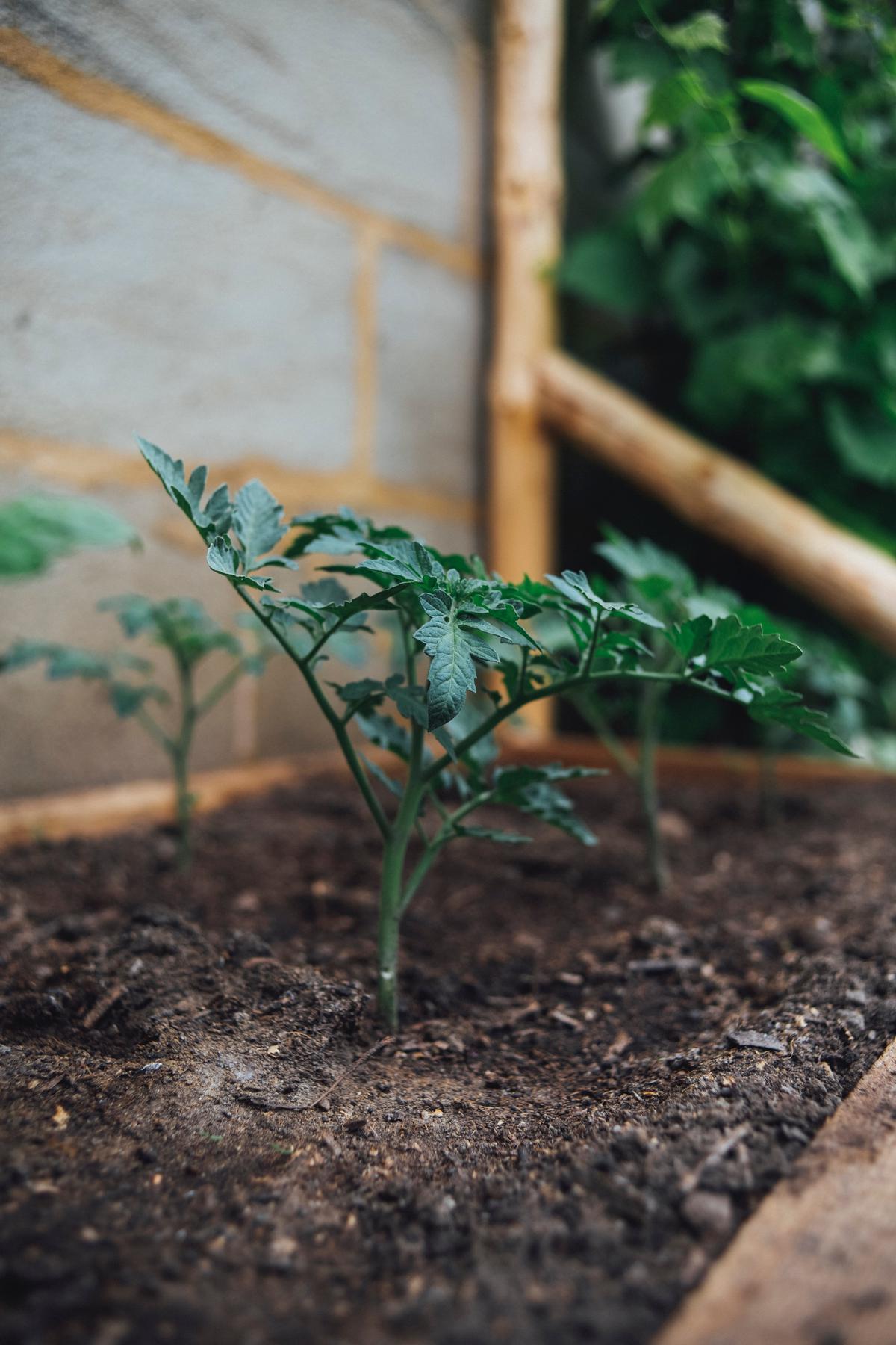 Image depicting a ripe tomato plant with sunlight shining on it