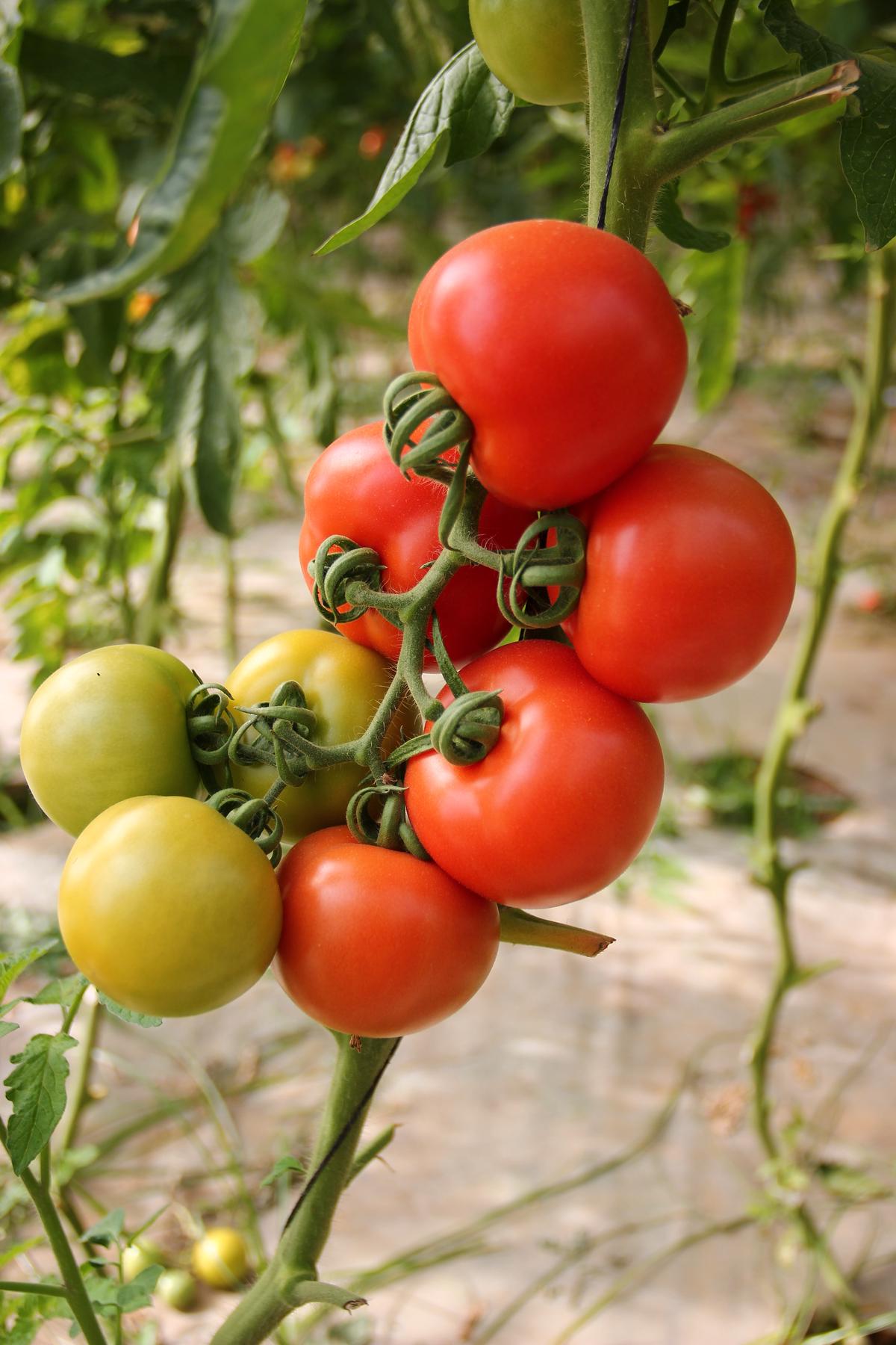 Image of thriving tomato plants bathed in sunlight