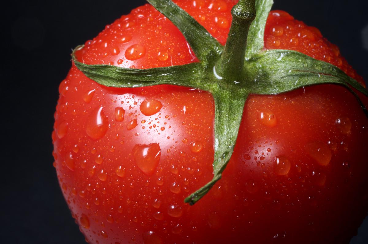 Image of tomato seed germination process, depicting an initial seed, water absorption, and sprouting stages.