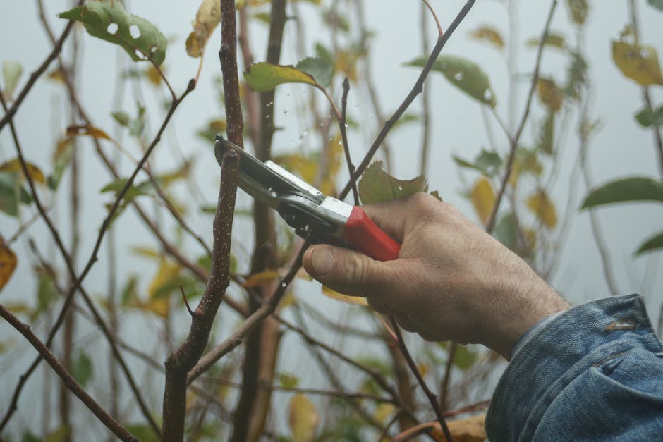 Image of pruning tools and a blooming hydrangea shrub for a visually impaired person to understand the text