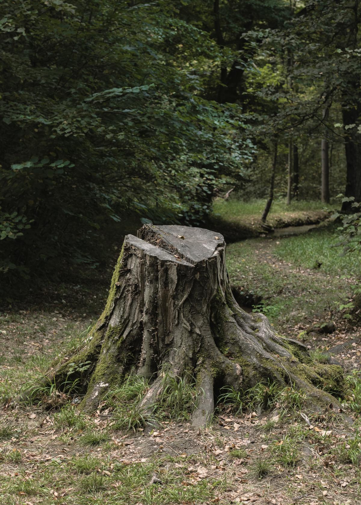 Image of a tree's anatomy, with labels identifying the root systems, trunk, crown, and bark.