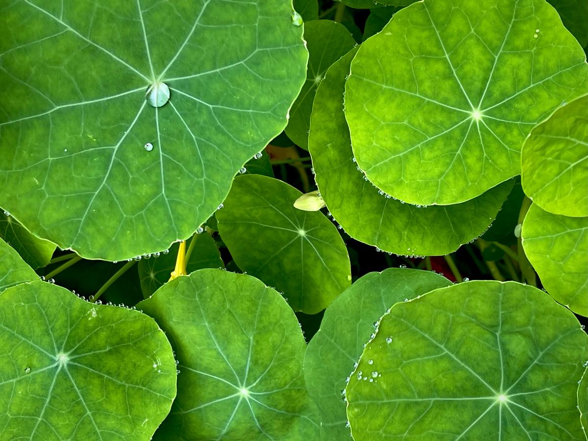 Image of a lush green plant with droplets of water on its leaves.