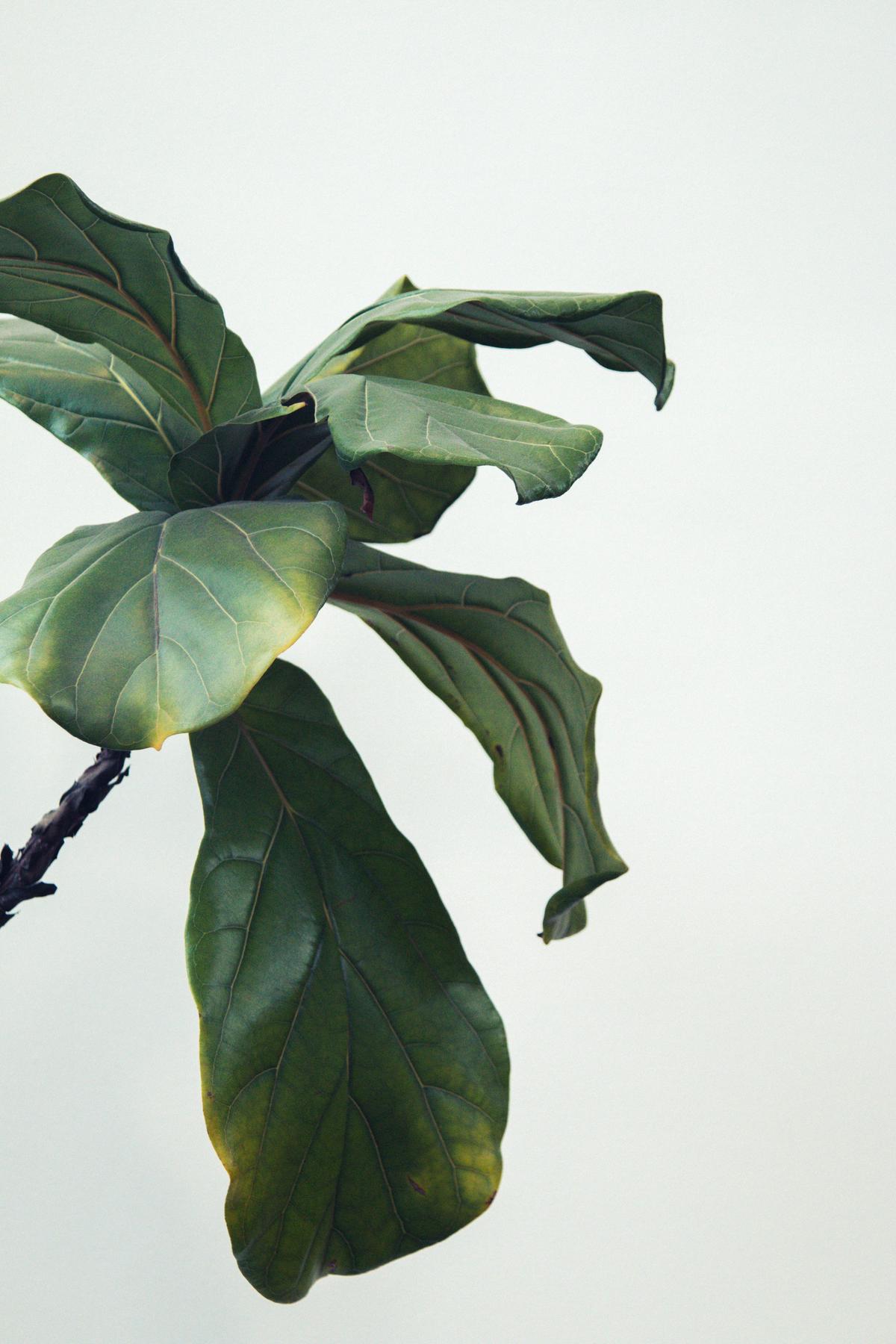 An image depicting a green plant with leaves facing the sunlight