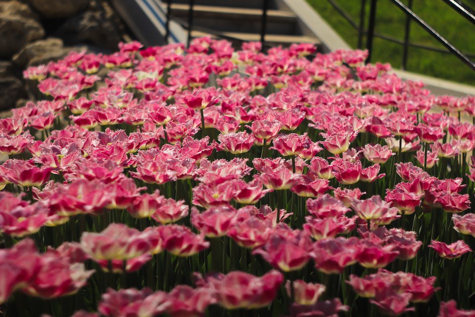 Image of various plants native to Utah filling a garden bed