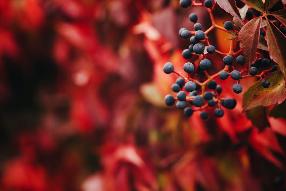 Image of Virginia Creeper with its distinctive leaf-lobes and tendrils ending in adhesive-like discs.