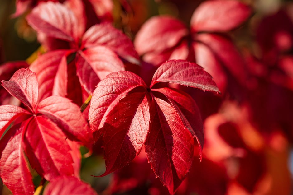 A close-up image of a Virginia creeper vine with its vibrant red leaves during autumn.