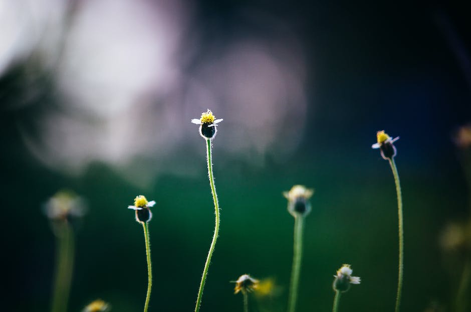 Illustration of common garden weeds in the UK