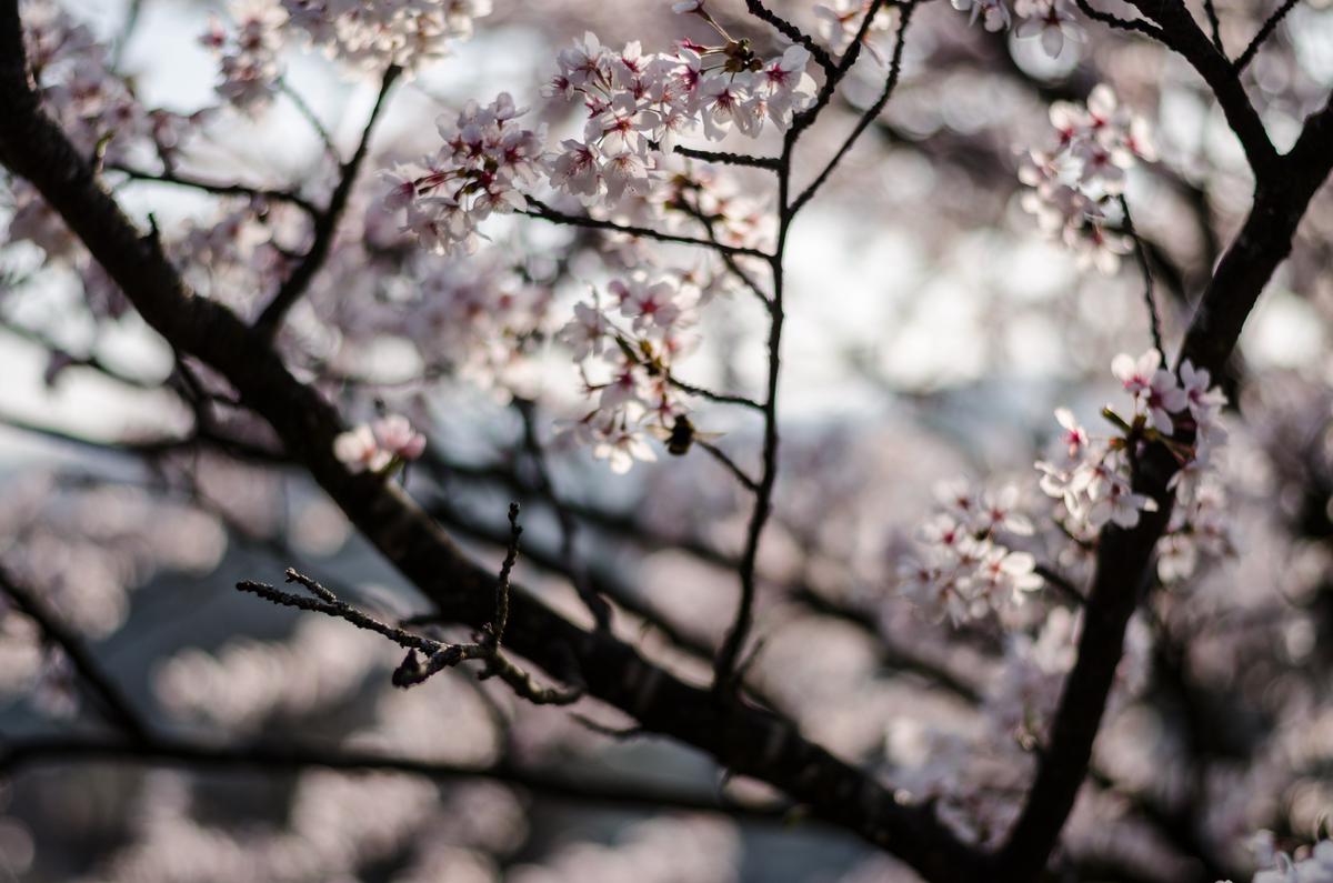 Image depicting healthy and diseased weeping cherry branches with bark and leaves.