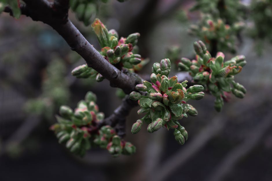 Image of a weeping cherry tree being pruned, showing the tree's branches being carefully trimmed.