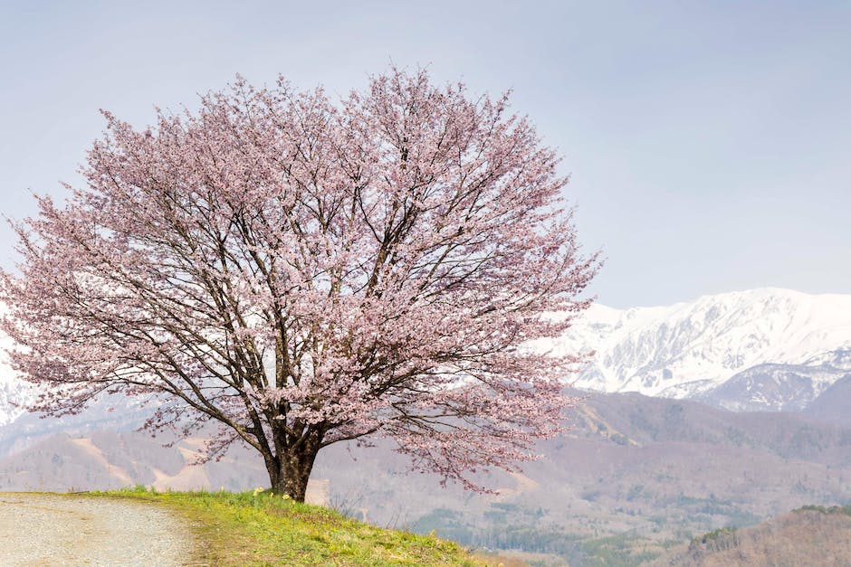 A beautifully blooming weeping cherry tree, with cascades of pink or white flowers.