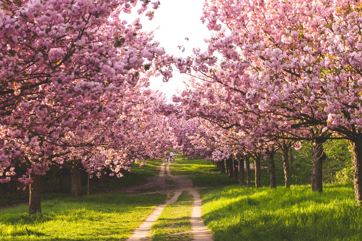 A close-up image of a weeping cherry tree with cascades of pink blossoms that create a mesmerizing effect.