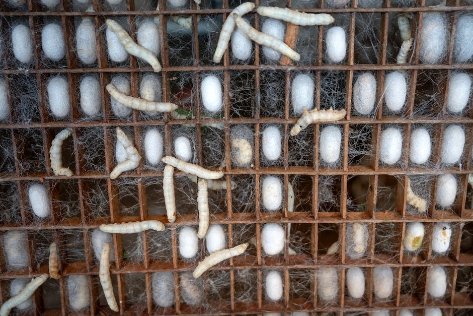 Image of a worm bed with various materials and worms.