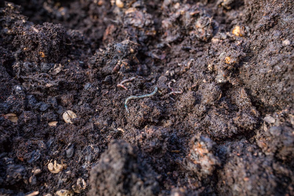 A close-up image of a worm bed showing healthy and thriving worms in a rich compost environment.